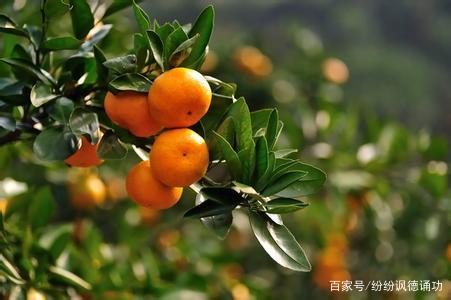 桔子种植致富_种植橘子赚钱吗_致富种植桔子树视频