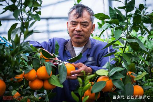 桔子种植致富_致富种植桔子树视频_种植橘子赚钱吗