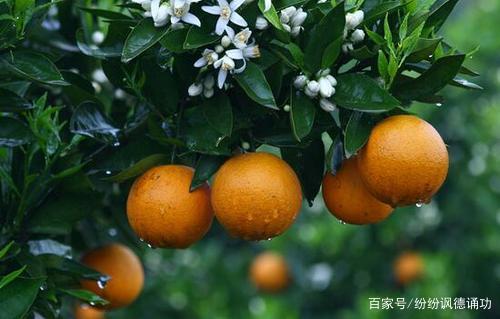种植橘子赚钱吗_桔子种植致富_致富种植桔子树视频