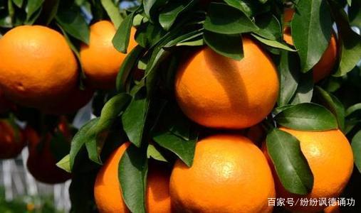 桔子种植致富_种植橘子赚钱吗_致富种植桔子树视频