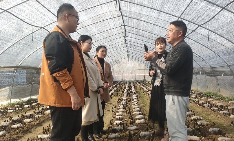 羊肚菌种植增收致富_农业致富网羊肚菌种植_种植羊肚菌有什么骗局
