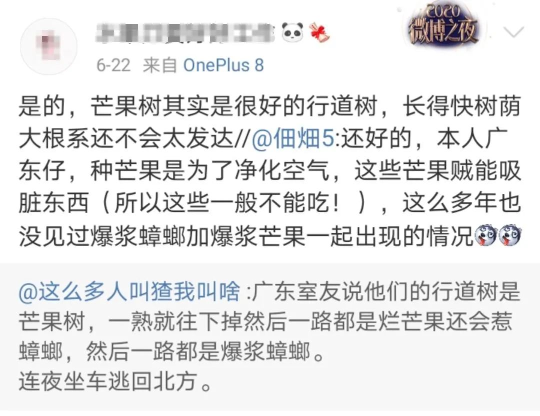 广东树菠萝种植技术_菠萝种植广东树技术与管理_菠萝广东可以种吗