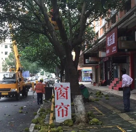 菠萝广东可以种吗_菠萝种植广东树技术与管理_广东树菠萝种植技术