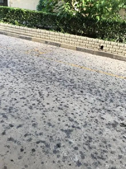 菠萝种植广东树技术与管理_菠萝广东可以种吗_广东树菠萝种植技术