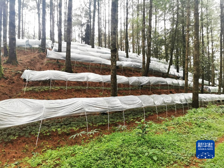 林下三七产业助力中国西南山区乡村振兴