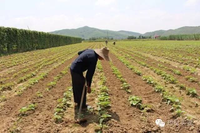 致富药材种植_农村致富经中药材种植_中药种植农民致富
