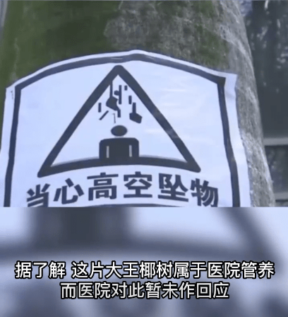 菠萝种植广东树技术要点_菠萝树种植_广东树菠萝种植技术