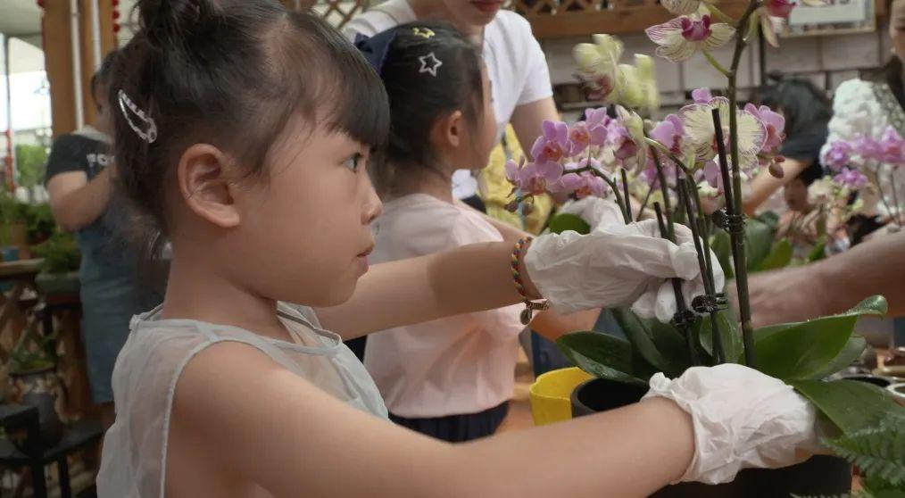 兰花养殖致富吗_致富经养兰花视频_养兰致富经