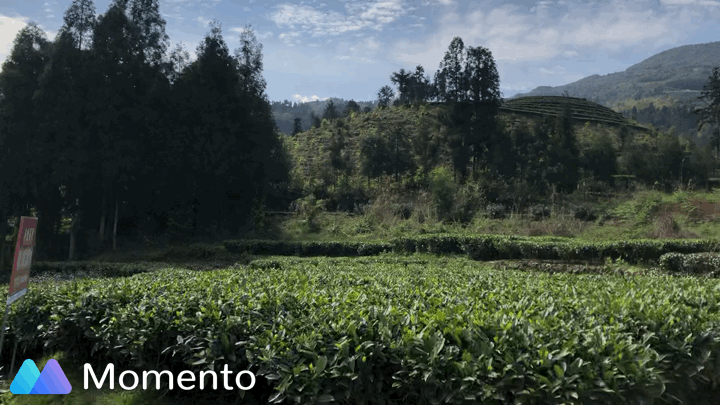 金樱子种植技术视频_人工种植金樱子经济效益视频_视频种植金樱子技术要点