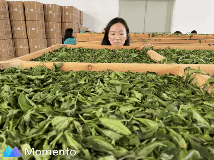 视频种植金樱子技术要点_人工种植金樱子经济效益视频_金樱子种植技术视频