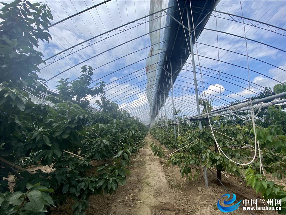 致富种植业_2015致富经种植_致富种植什么比较赚大钱