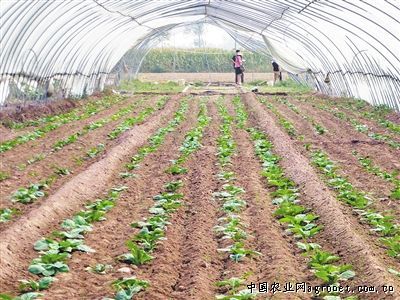 豆角化肥38和37各多少钱?