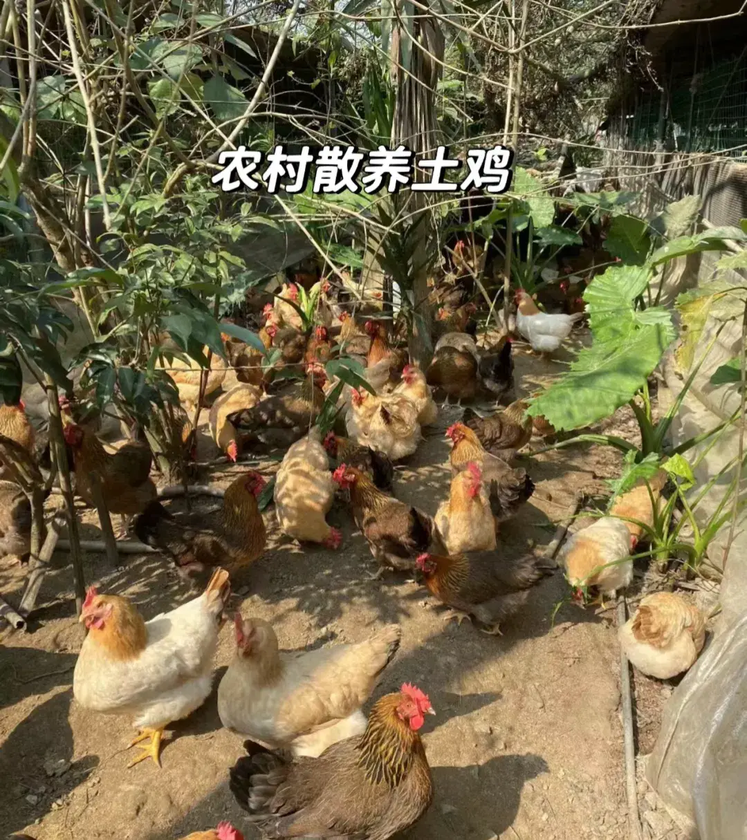 致富养殖秸杆项目招标_致富养殖秸杆项目介绍_秸杆养殖致富项目