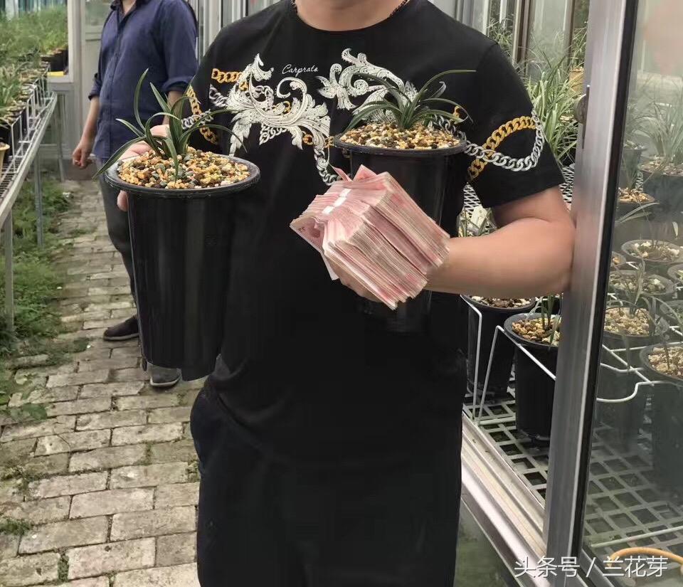 兰花养殖致富吗_兰花致富经_致富兰花养殖基地地址