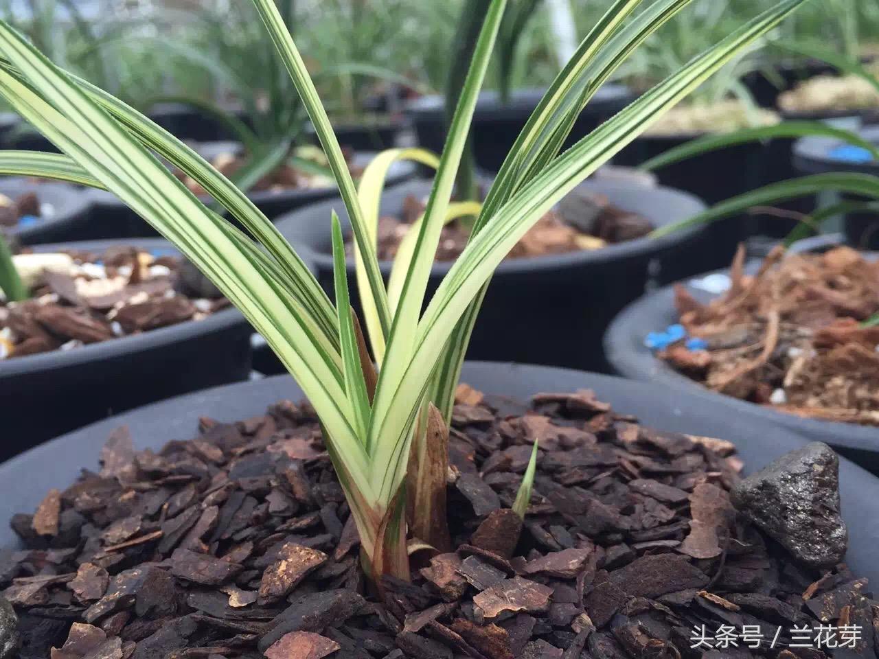 兰花致富经_兰花养殖致富吗_致富兰花养殖基地地址