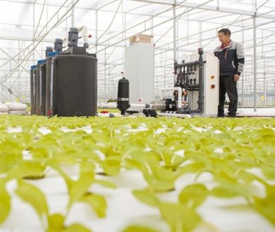 平菇种植交流群_2020平菇种植前景_滨州种植平菇致富新闻报道