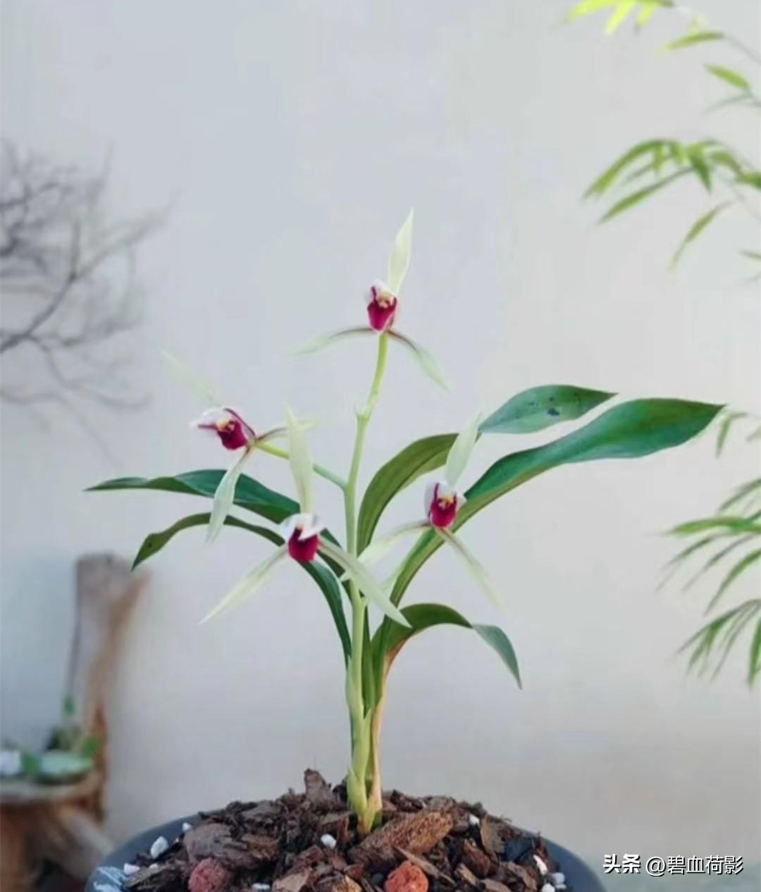 兰花致富经_致富兰花养殖方法_兰花养殖致富吗