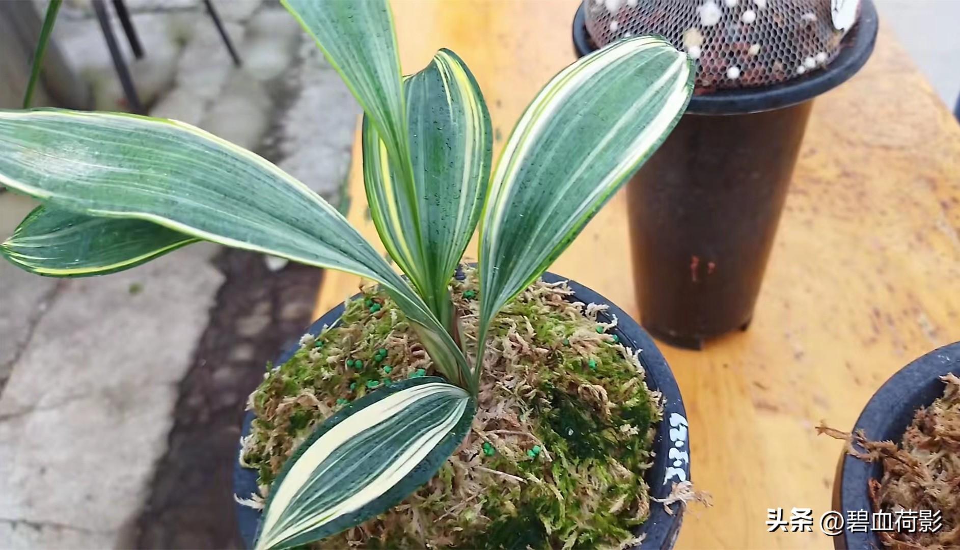 兰花养殖致富吗_兰花致富经_致富兰花养殖方法