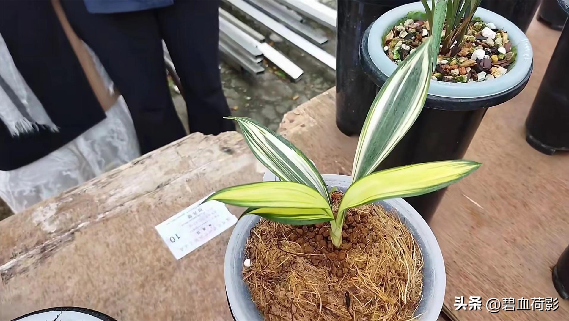 致富兰花养殖方法_兰花养殖致富吗_兰花致富经