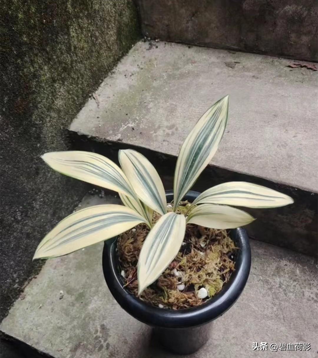 兰花致富经_兰花养殖致富吗_致富兰花养殖方法