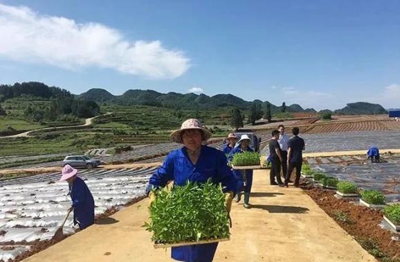 茴香种植致富_茴香种植收益_致富种植茴香视频