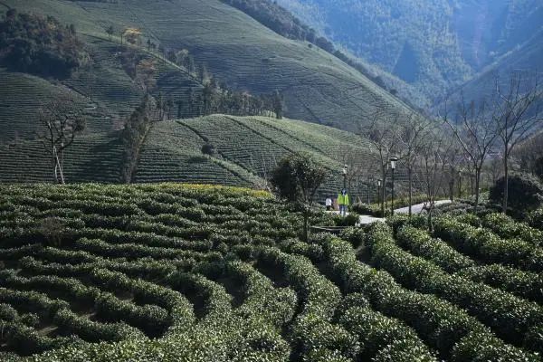 “共富茶”香，跨越2000公里的山海情缘||浙江安吉黄杜村与西部山乡的共富之路