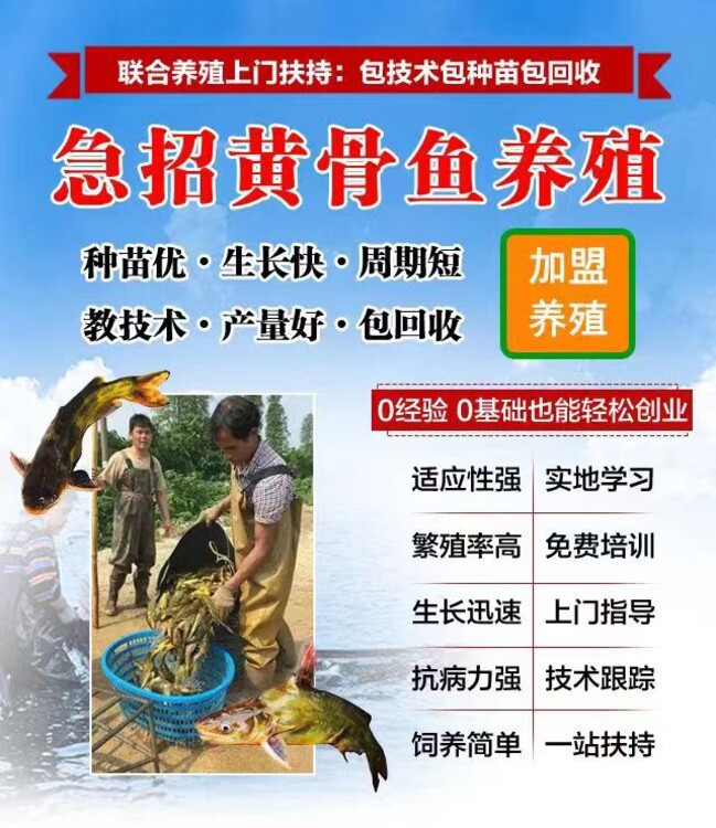 鲈鱼淡水养殖技术视频_水产养殖技术鱼鲈鱼_养殖水产鱼鲈鱼技术要求