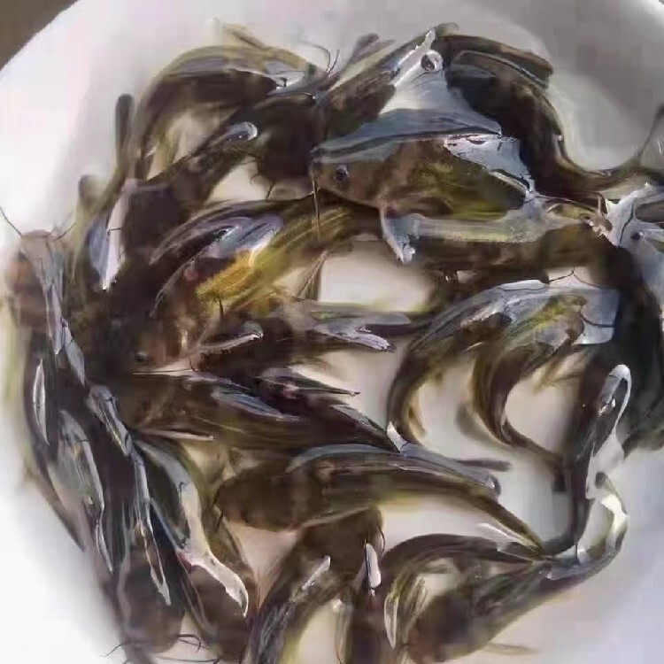 水产养殖技术鱼鲈鱼_养殖水产鱼鲈鱼技术要求_鲈鱼淡水养殖技术视频