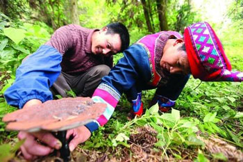 林下灵芝仿野生 仙草圆了脱贫梦