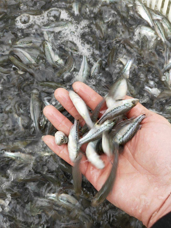 水产养殖技术鱼鲈鱼_养殖水产鱼鲈鱼技术要点_养殖水产鱼鲈鱼技术视频