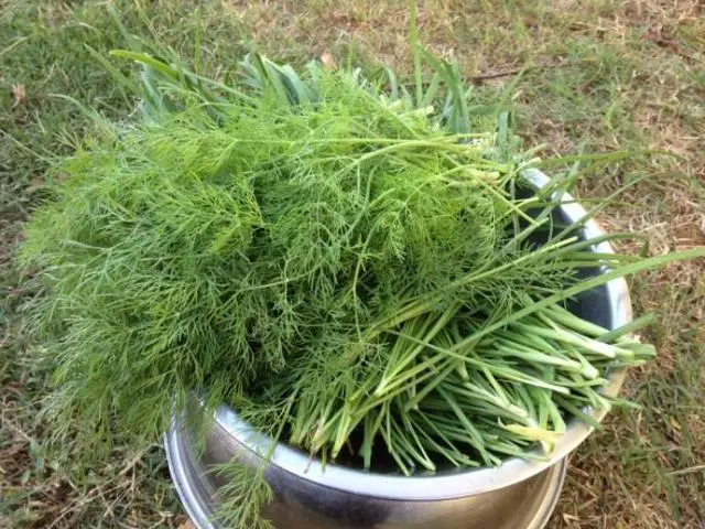 致富种植茴香视频_茴香种植致富_致富种植茴香图片