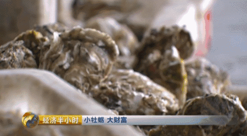 致富经小伙养螃蟹_养螃蟹赚钱_养螃蟹赚钱吗需要投资大不大
