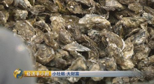 养螃蟹赚钱_养螃蟹赚钱吗需要投资大不大_致富经小伙养螃蟹