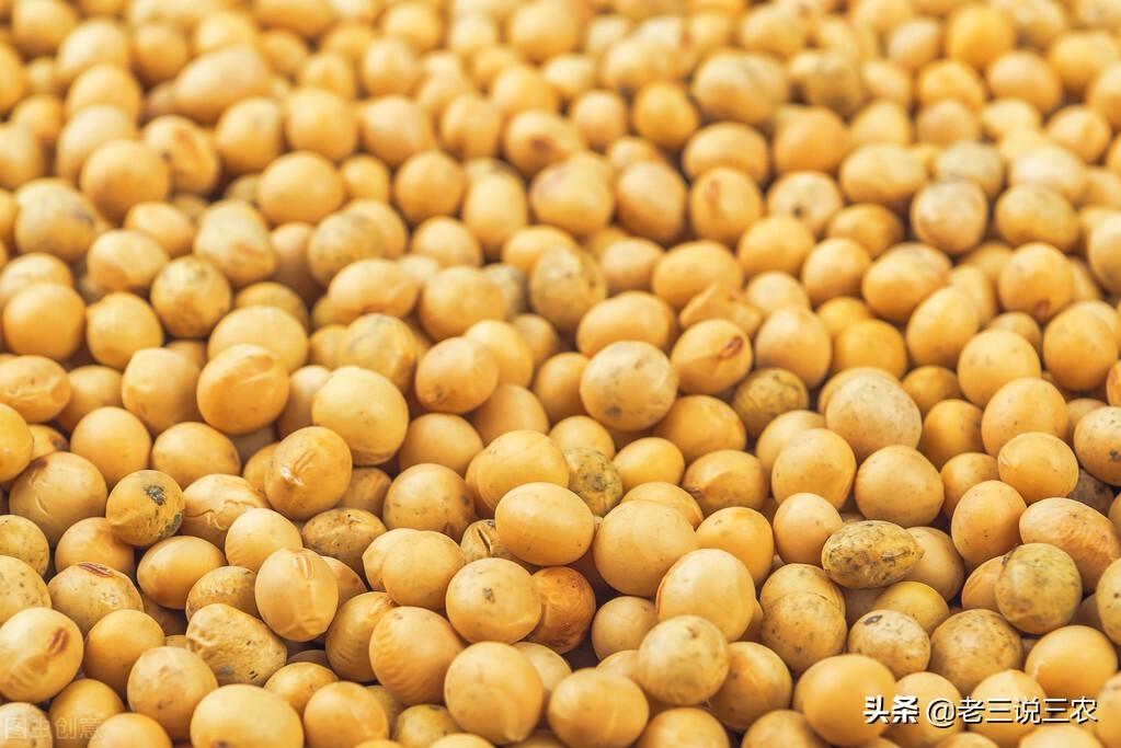 只要一把大豆，不花一分钱，让牛羊猪兔产胎多，茄子黄瓜产量高