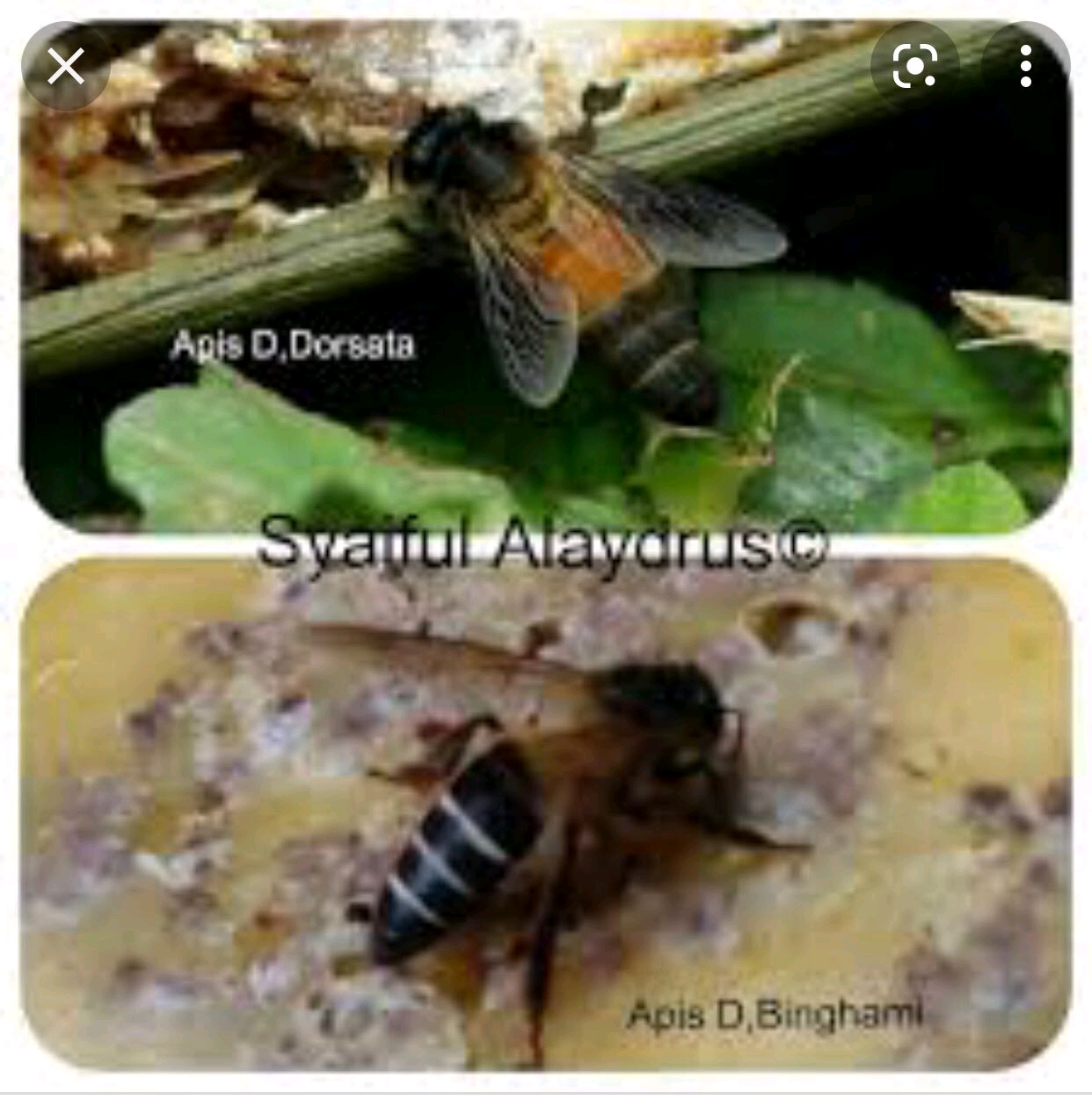 云南土蜂养殖视频技术_云南大黑蜂养殖技术_云南野蜂养殖视频
