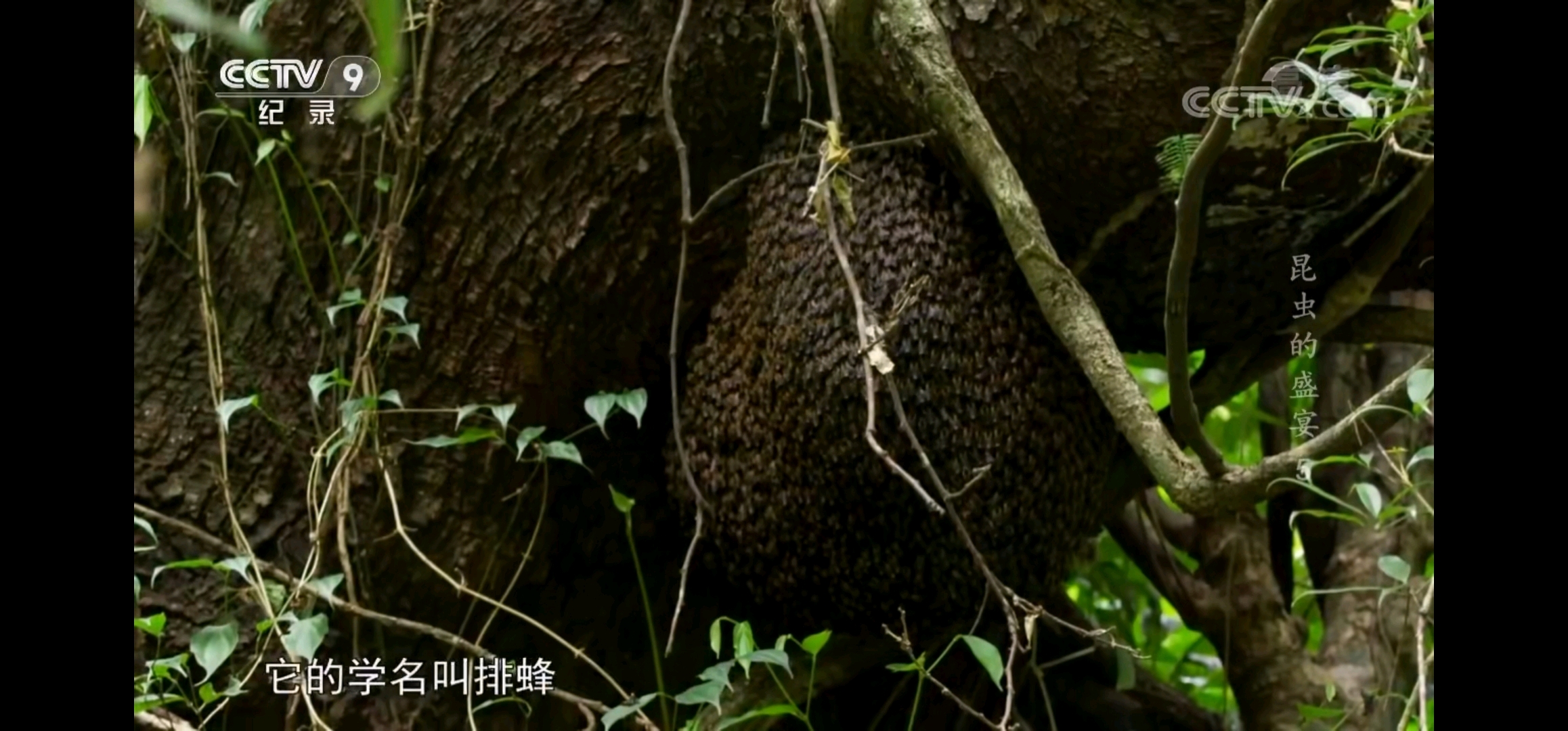 云南野蜂养殖视频_云南土蜂养殖视频技术_云南大黑蜂养殖技术