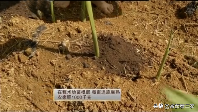 弄懂莪术品种及生长特性，掌握7大关键技术，助力药农高产高效益