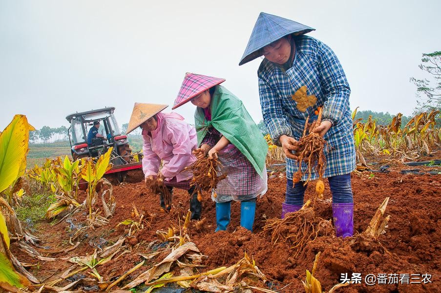 弄懂莪术品种及生长特性，掌握7大关键技术，助力药农高产高效益