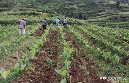 弄懂莪术品种及生长特性，掌握7大关键技术，助力药农高产高效益