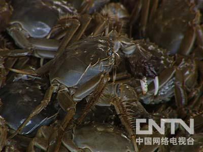 养螃蟹致富经_养螃蟹能赚多少钱_致富经小伙养螃蟹