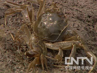 养螃蟹致富经_养螃蟹能赚多少钱_致富经小伙养螃蟹