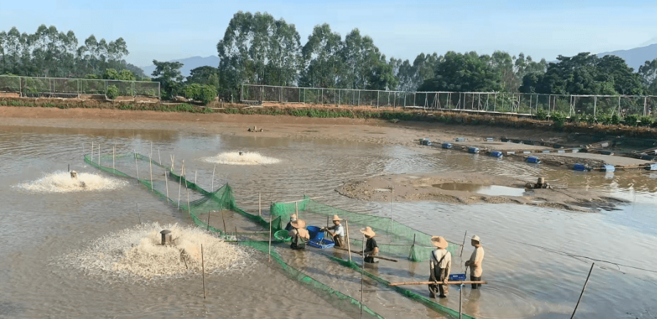 鳜鱼水产养殖技术_养殖水产鳜鱼技术视频_养殖水产鳜鱼技术要求