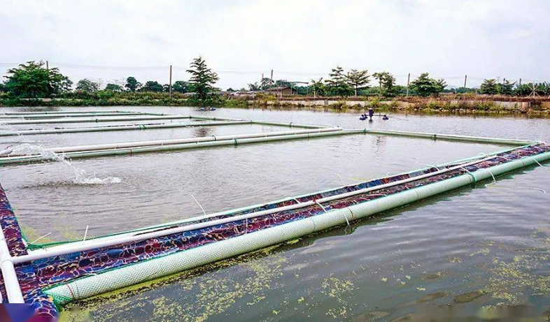 养殖水产鳜鱼技术视频_养殖水产鳜鱼技术要求_鳜鱼水产养殖技术