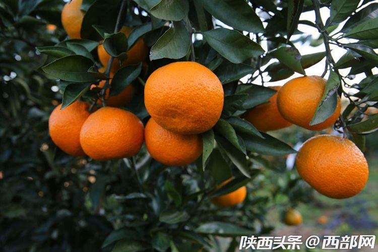 致富北方种柑桔怎么样_适合北方种植的柑橘品种_北方种柑桔致富经
