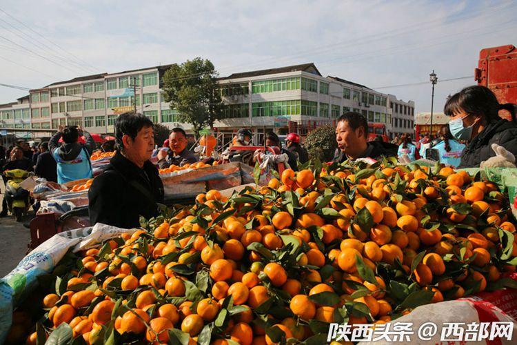 致富北方种柑桔怎么样_北方种柑桔致富经_适合北方种植的柑橘品种