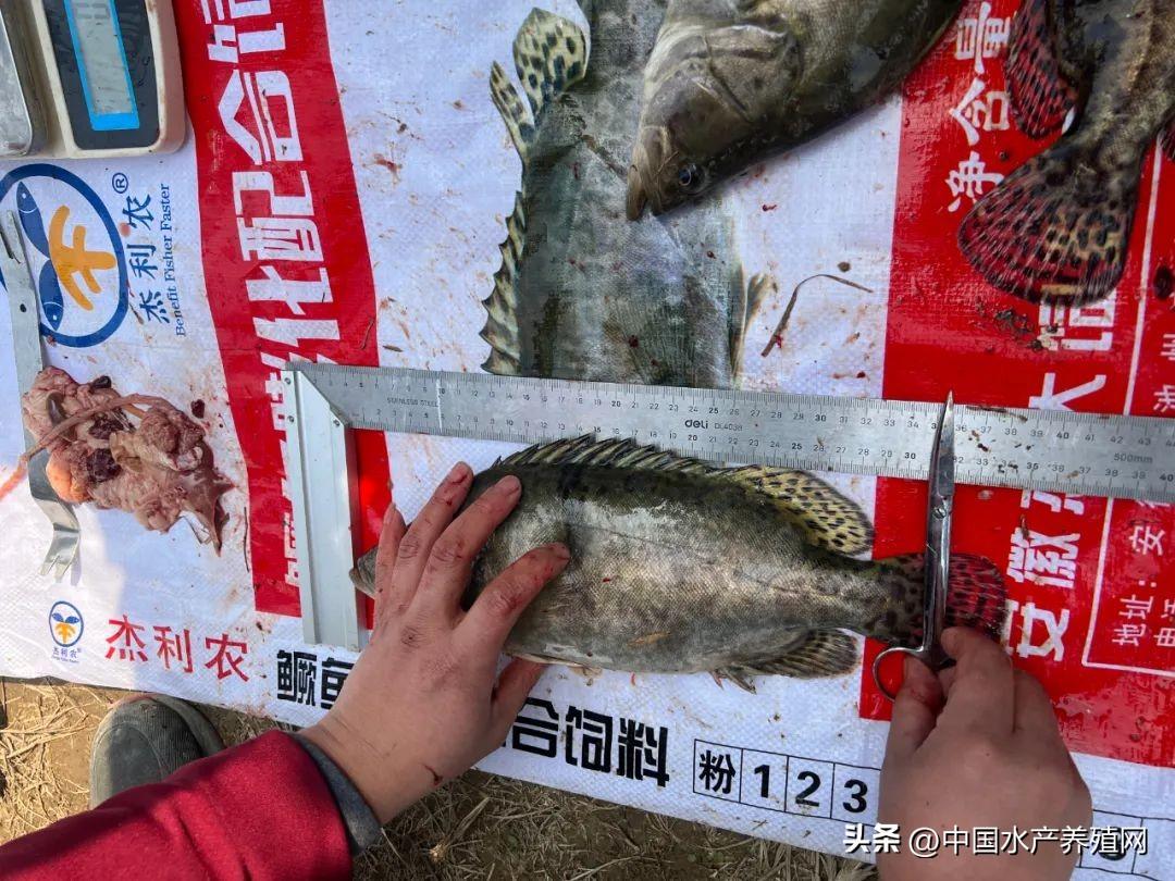 养殖水产鳜鱼技术要点_鳜鱼水产养殖技术_鳜鱼养殖最新技术流水槽