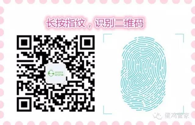 养殖技术需要蛋鸡养殖吗_蛋鸡养殖需要什么技术_养殖蛋鸡需要什么手续
