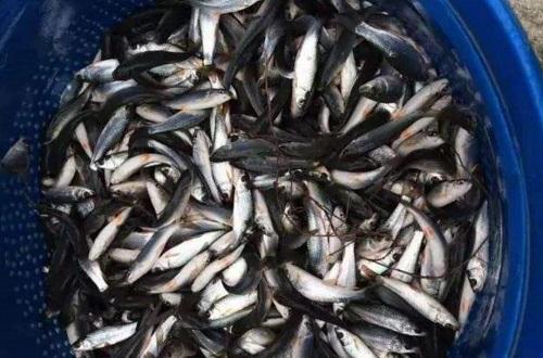 养殖水产鳜鱼技术与管理_鳜鱼水产养殖技术_鳜鱼养殖最新技术流水槽