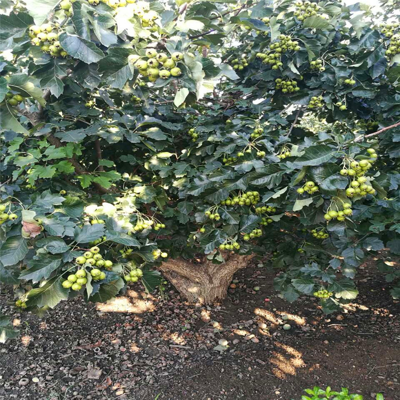 山楂树种植季节山楂树种植技术