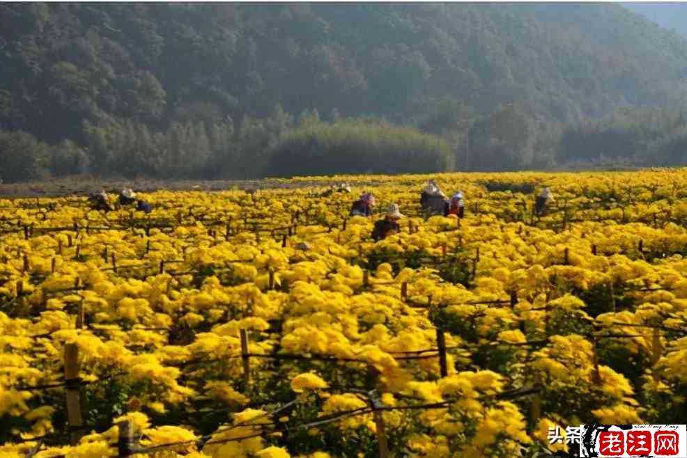 在农村创业，这6个销路好的种植项目，你觉得哪个最有前景？